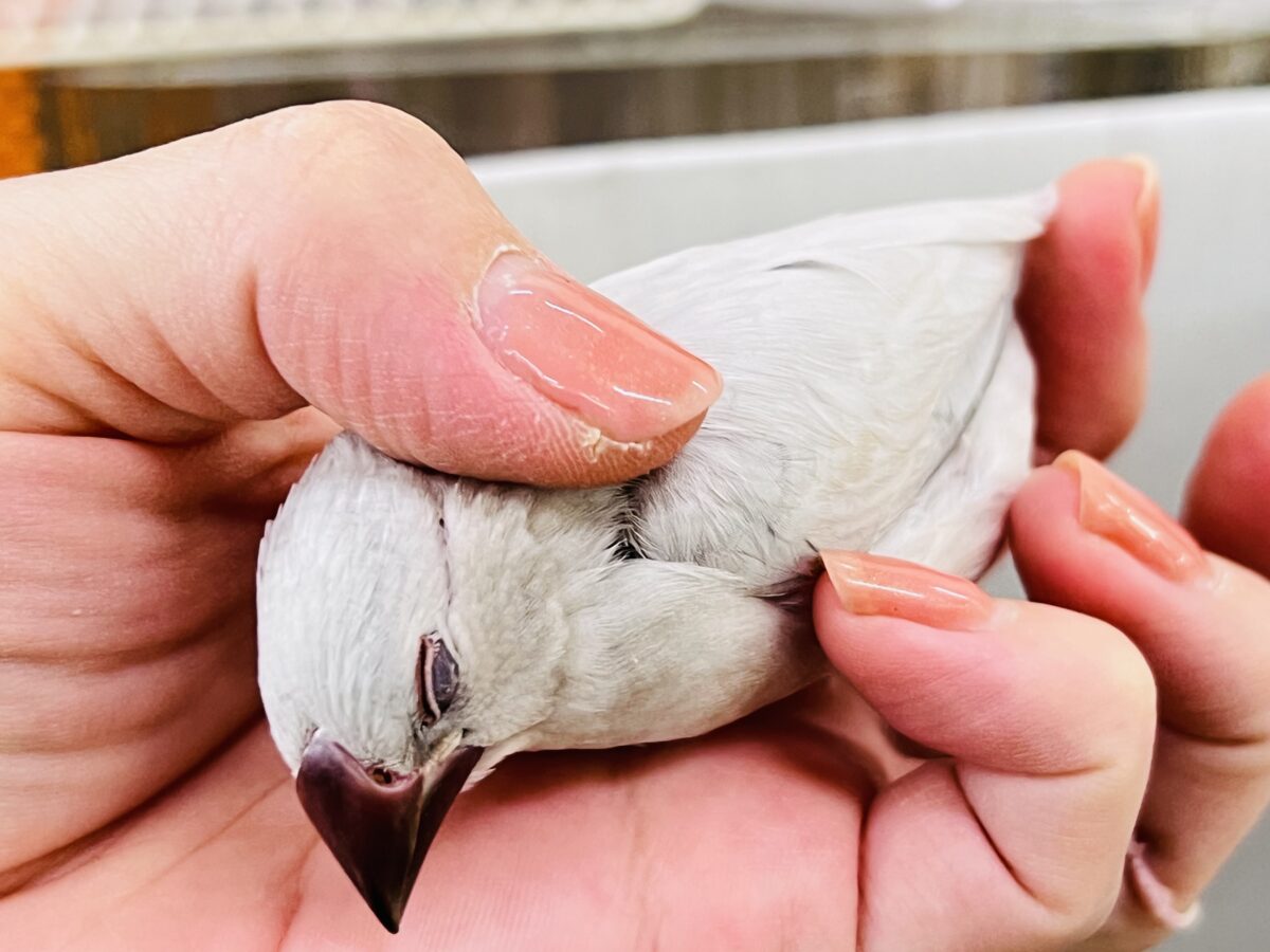 シルバー文鳥
