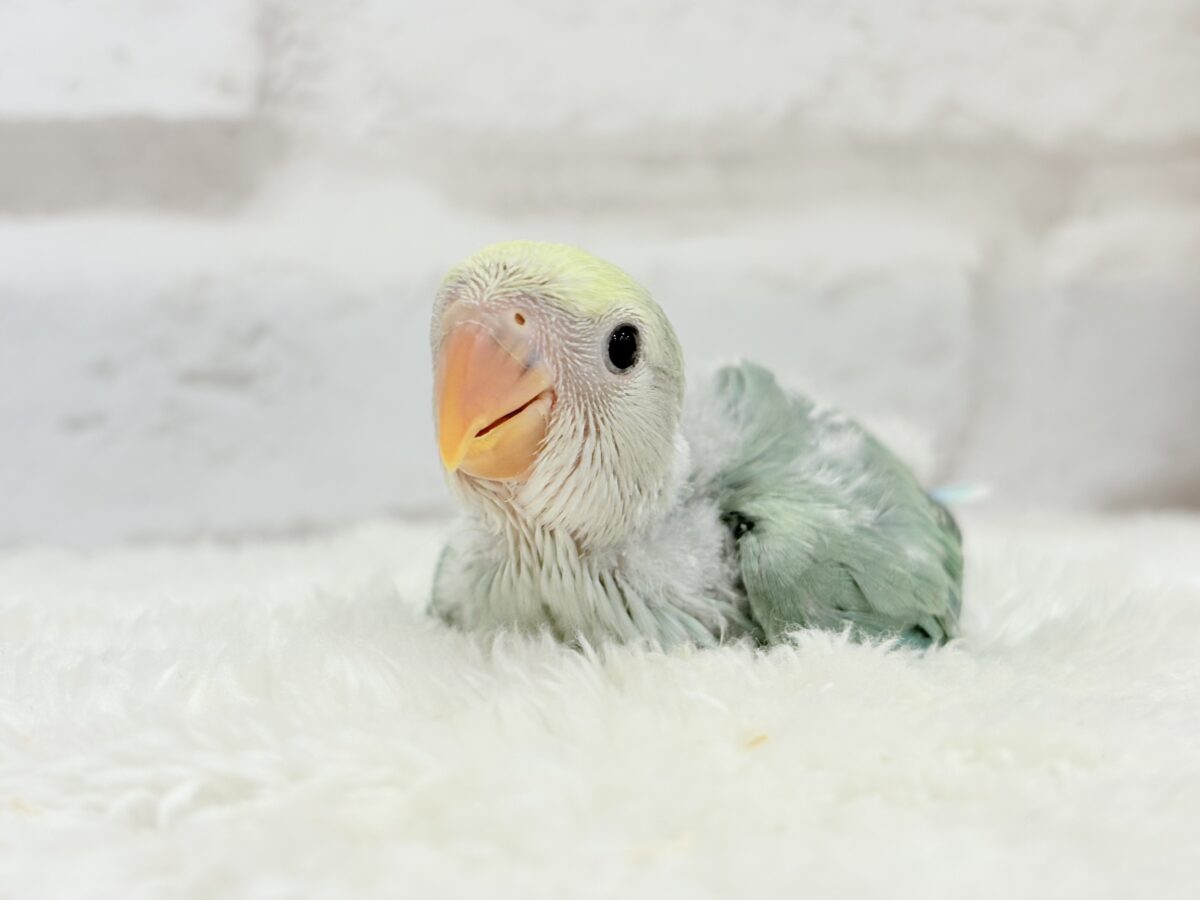 コザクラインコ（小桜インコ）