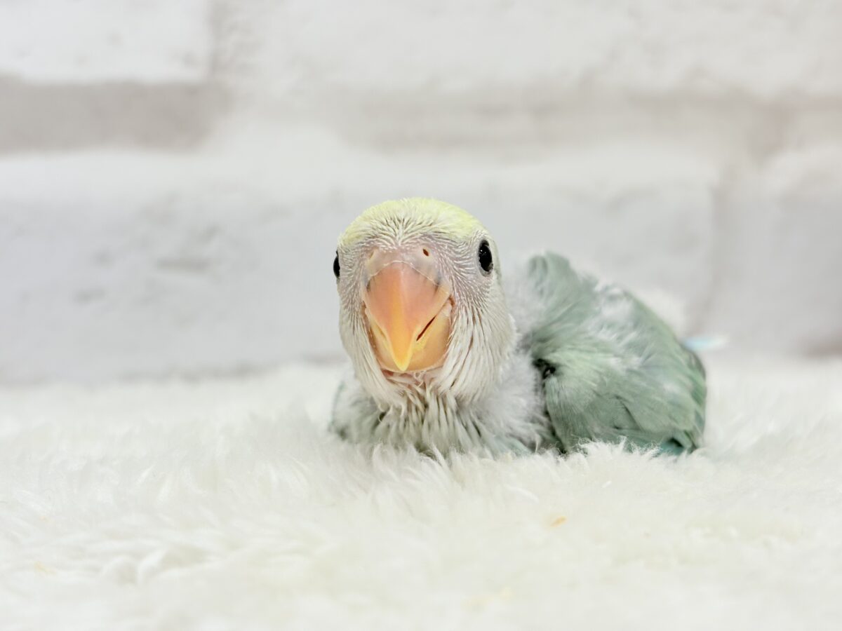 コザクラインコ（小桜インコ）