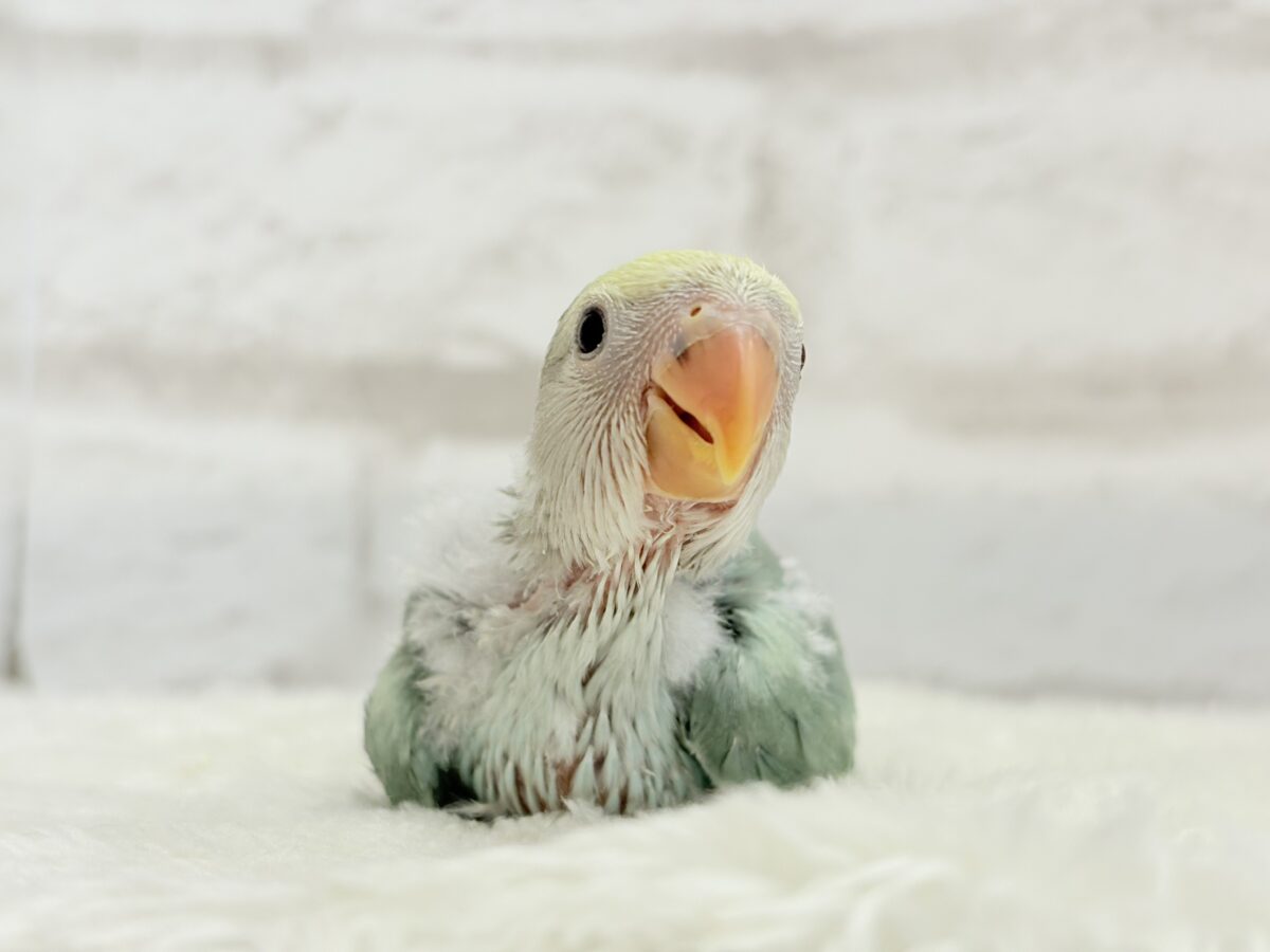 【最新画像更新🪄】わた毛たっぷり青リンゴちゃん🐣🍏コザクラインコ(ブルーチェリーオパーリンパイド) ヒナ コザクラインコ(小桜インコ)