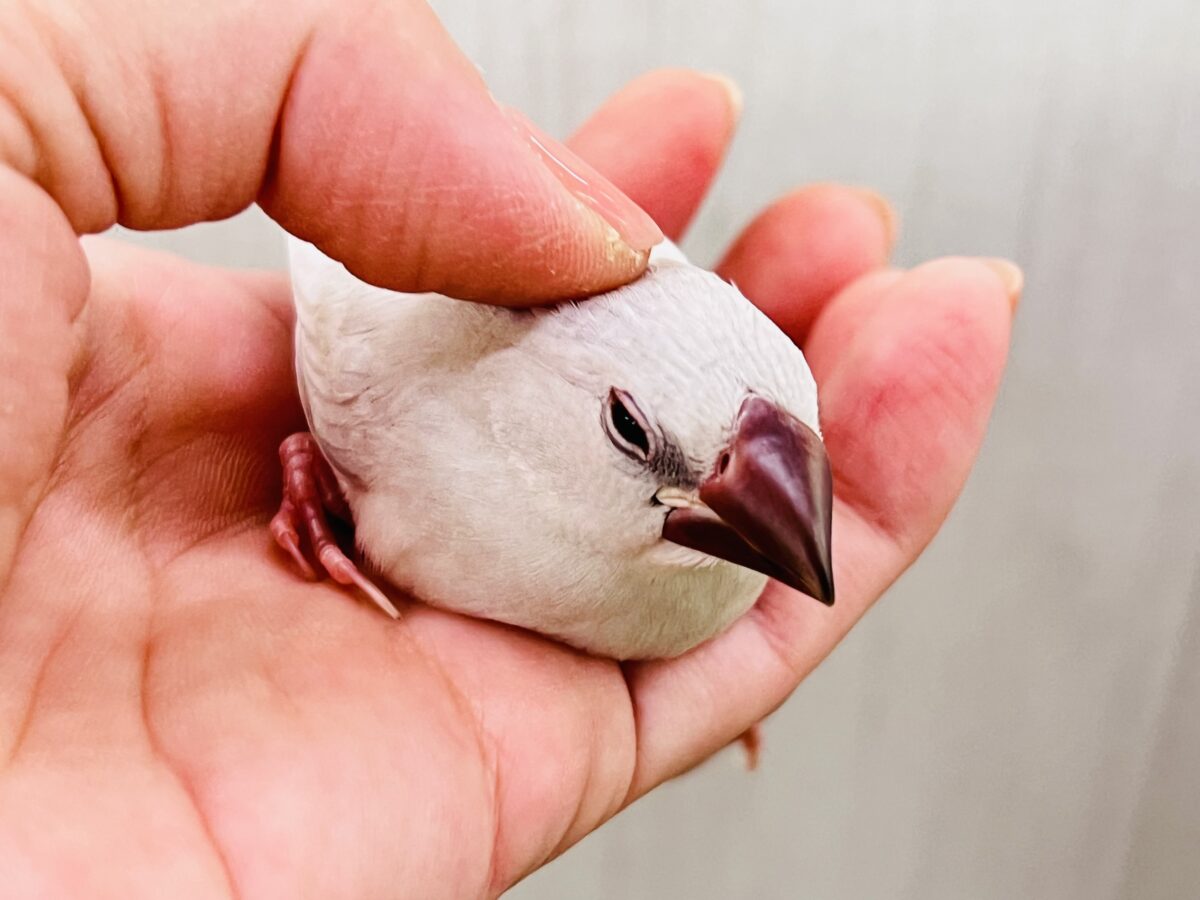 シルバー文鳥