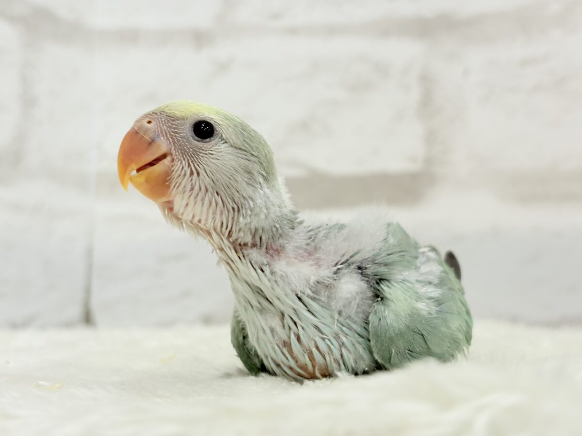 【最新画像更新🪄】わた毛たっぷり青リンゴちゃん🐣🍏コザクラインコ(ブルーチェリーオパーリンパイド) ヒナ コザクラインコ(小桜インコ)