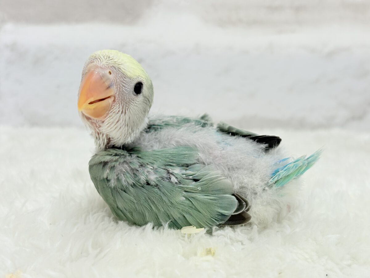 【最新画像更新🪄】わた毛たっぷり青リンゴちゃん🐣🍏コザクラインコ(ブルーチェリーオパーリンパイド) ヒナ コザクラインコ(小桜インコ)