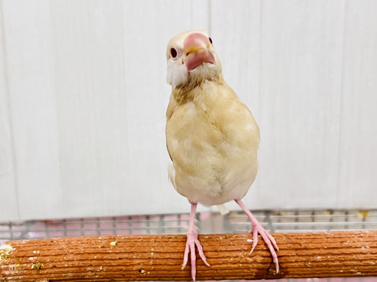 ②白ほっぺのおハゲちゃん🧡シナモン文鳥だよ🌟 シナモン文鳥