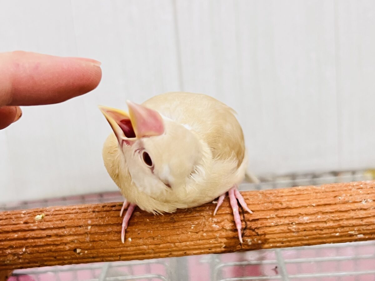 シナモン文鳥