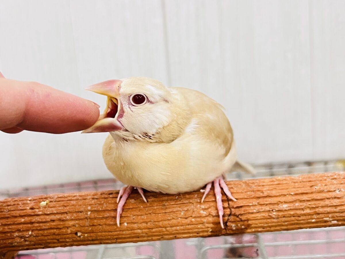 シナモン文鳥