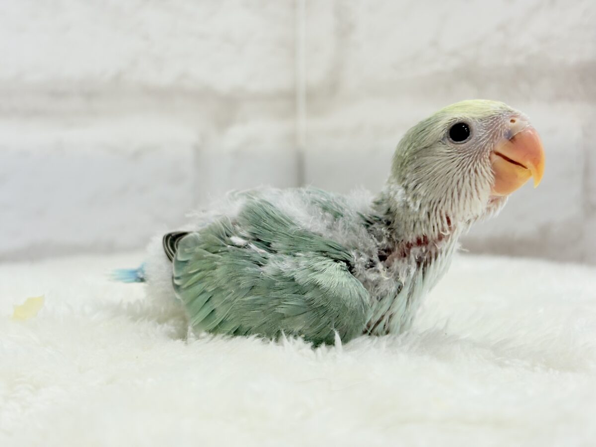 コザクラインコ（小桜インコ）