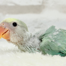【最新画像更新🪄】わた毛たっぷり青リンゴちゃん🐣🍏コザクラインコ(ブルーチェリーオパーリンパイド) ヒナ