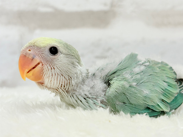 【最新画像更新🪄】わた毛たっぷり青リンゴちゃん🐣🍏コザクラインコ(ブルーチェリーオパーリンパイド) ヒナ 【最新画像更新🪄】わた毛たっぷり青リンゴちゃん🐣🍏コザクラインコ(ブルーチェリーオパーリンパイド) ヒナ