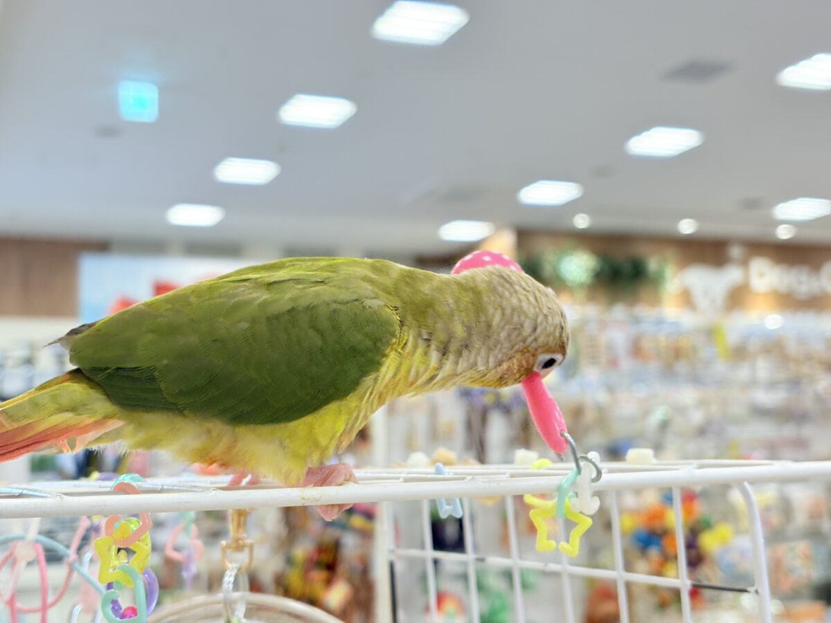 ホオミドリウロコインコ