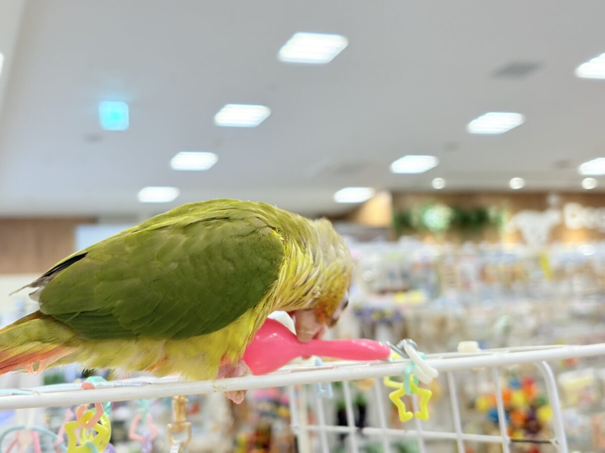 ホオミドリウロコインコ