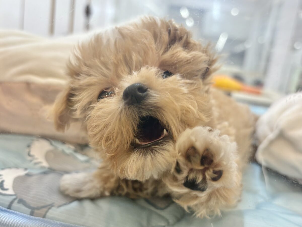 マルプー