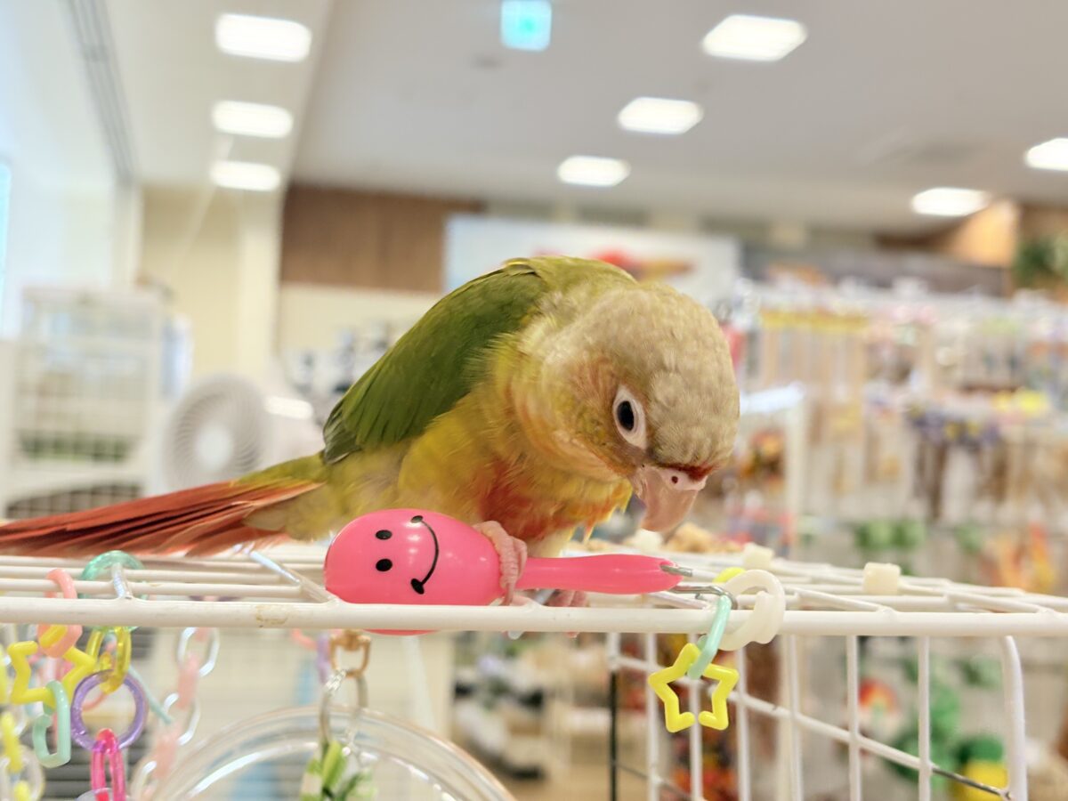ホオミドリウロコインコ