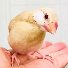 ②白ほっぺのおハゲちゃん🧡シナモン文鳥だよ🌟