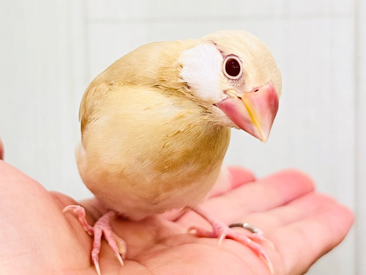 ②白ほっぺのおハゲちゃん🧡シナモン文鳥だよ🌟 ②白ほっぺのおハゲちゃん🧡シナモン文鳥だよ🌟