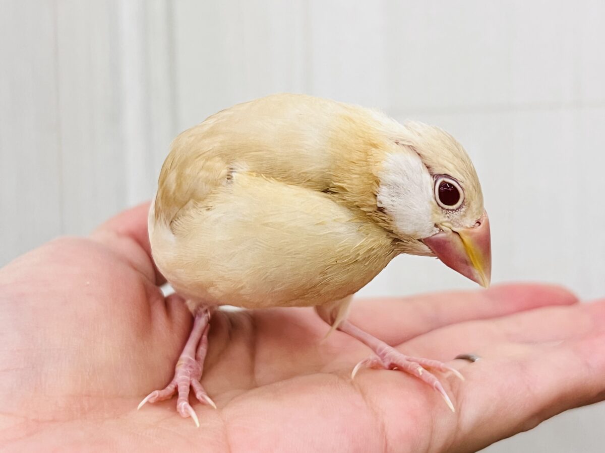②白ほっぺのおハゲちゃん🧡シナモン文鳥だよ🌟 シナモン文鳥