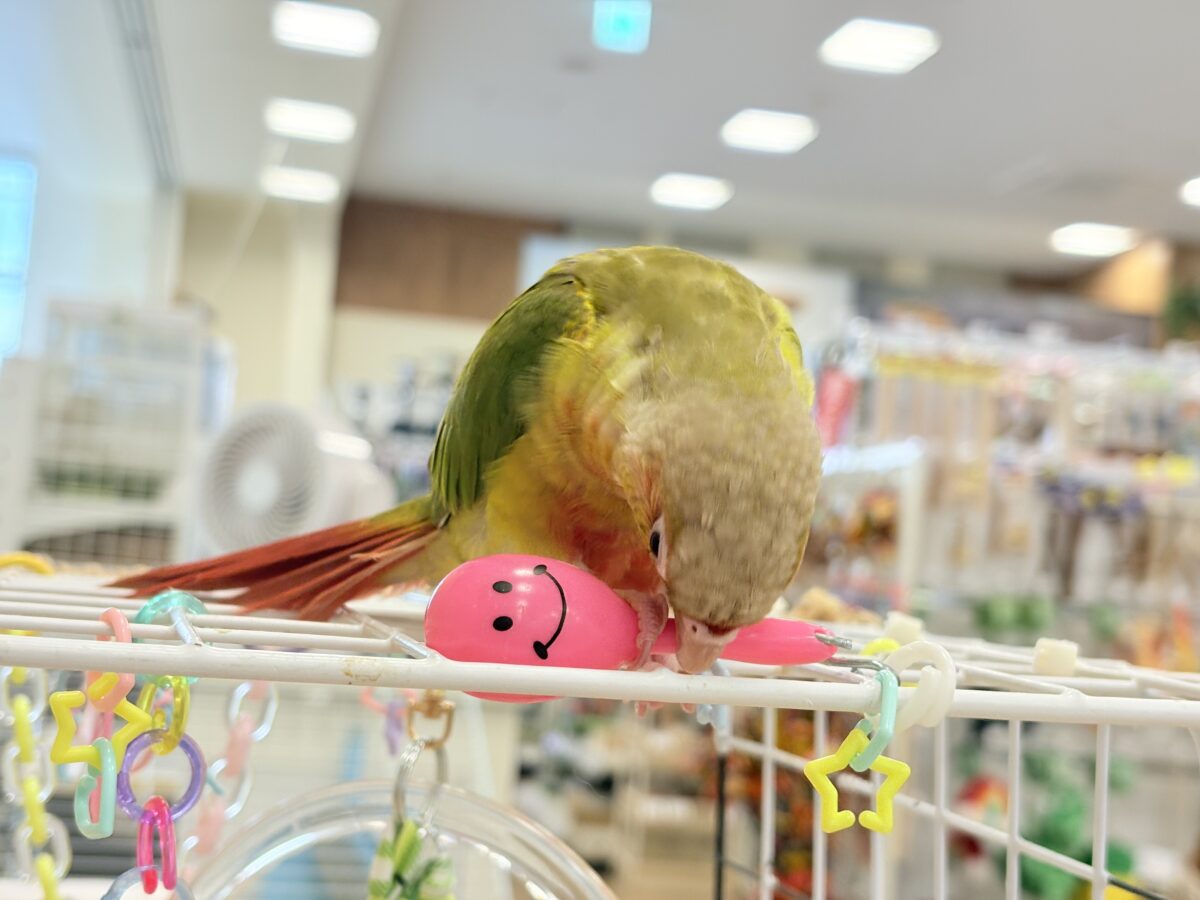 ホオミドリウロコインコ