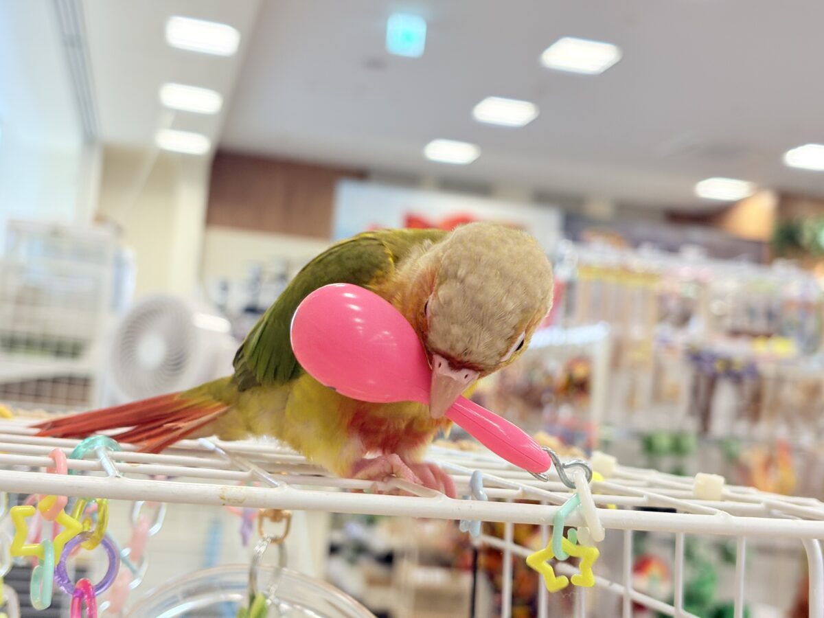 ホオミドリウロコインコ