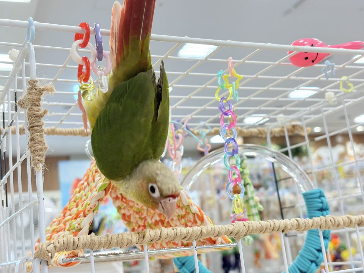 ホオミドリウロコインコ