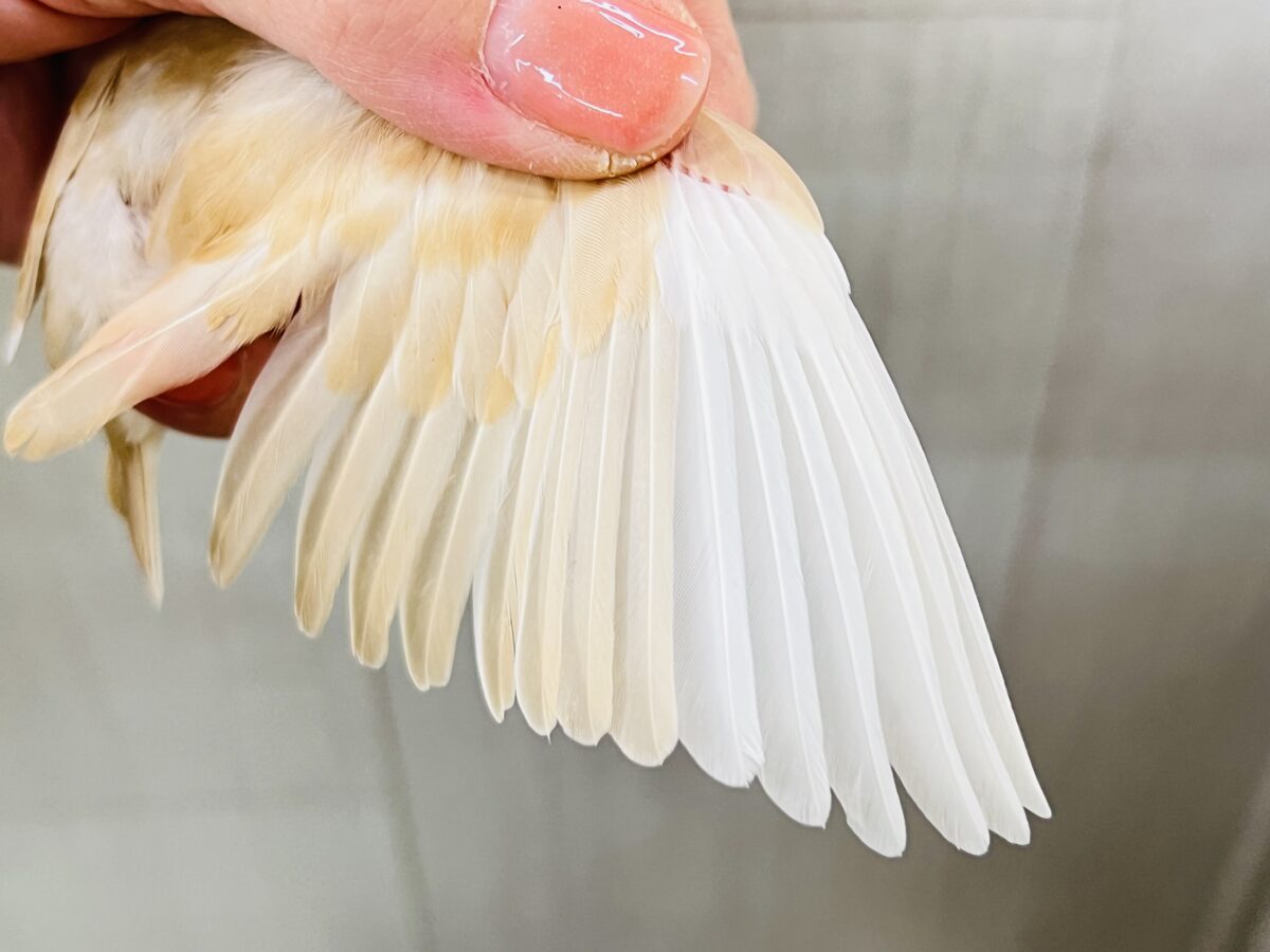 ②白ほっぺのおハゲちゃん🧡シナモン文鳥だよ🌟 シナモン文鳥