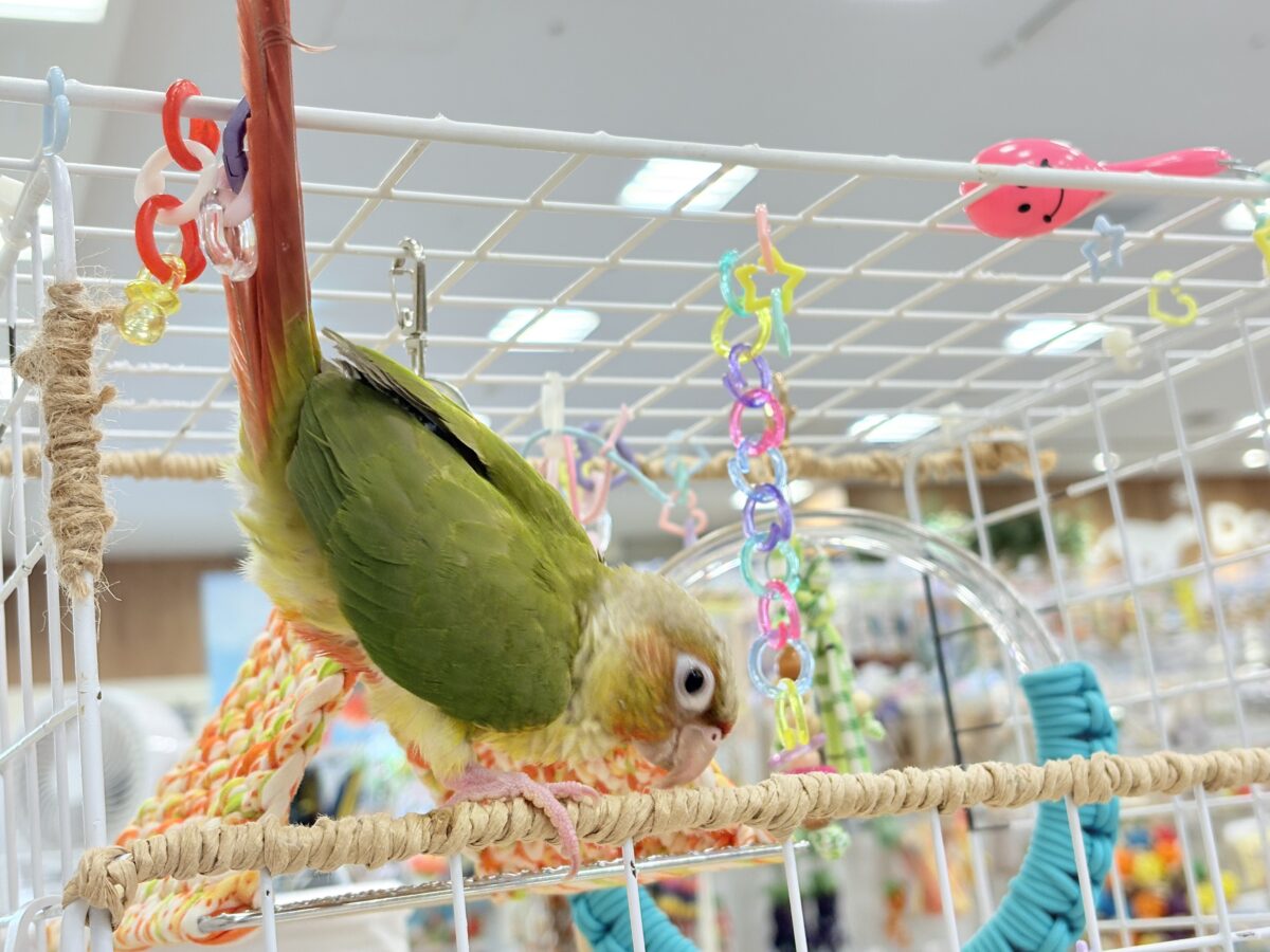ホオミドリウロコインコ