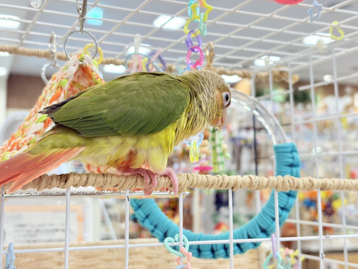 ホオミドリウロコインコ