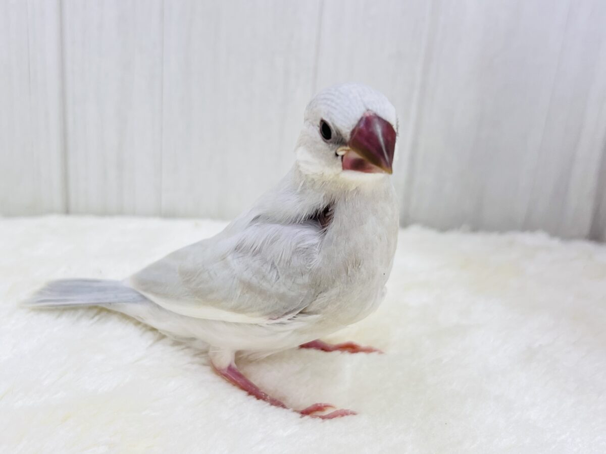 シルバー文鳥