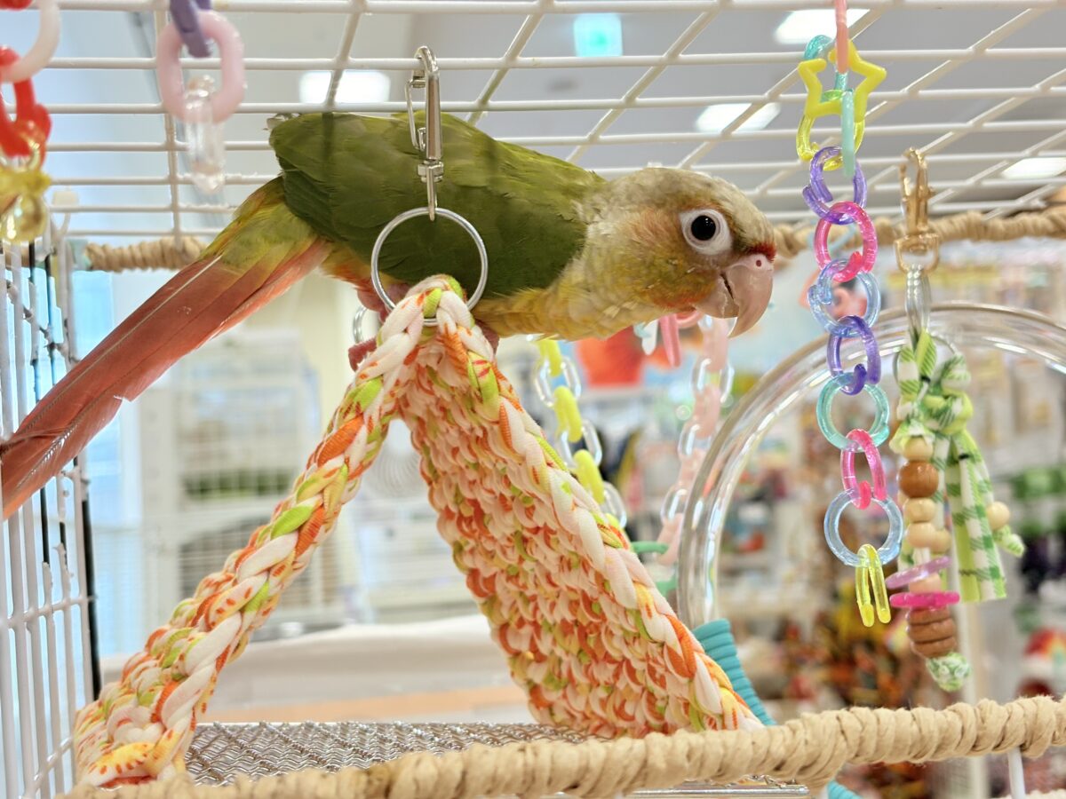 ホオミドリウロコインコ