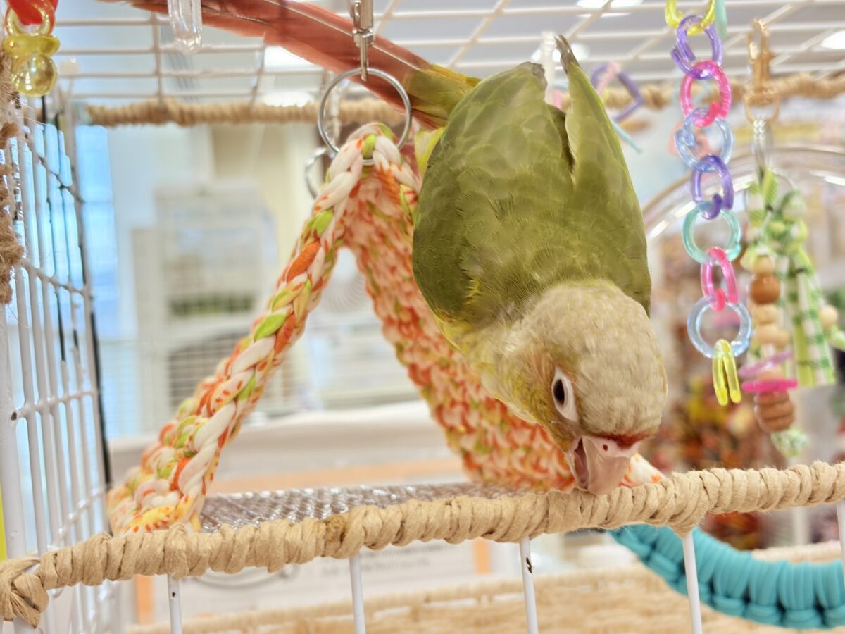 ホオミドリウロコインコ