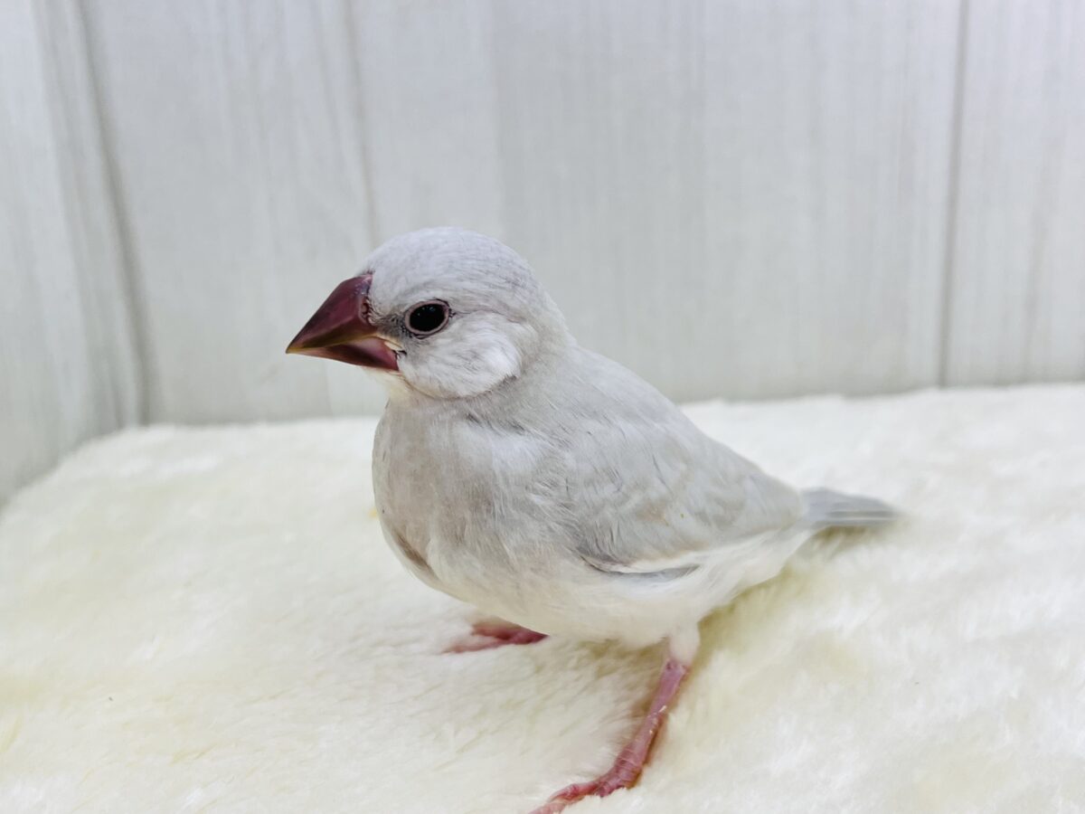 シルバー文鳥