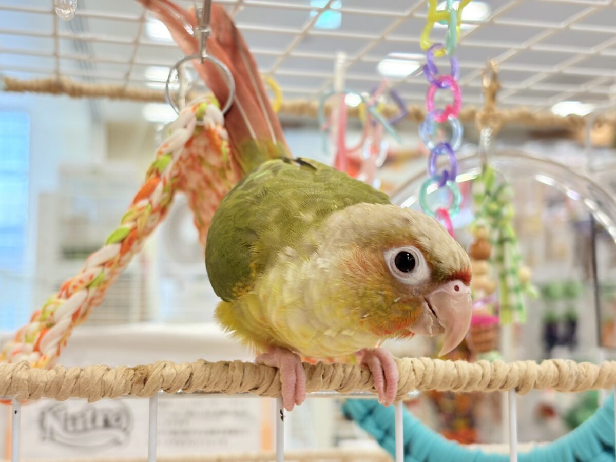 ホオミドリウロコインコ