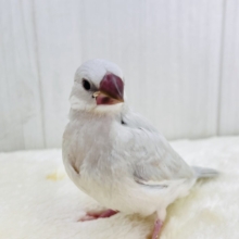 ③ニギニギ練習中でしゅ🍼シルバー文鳥✨