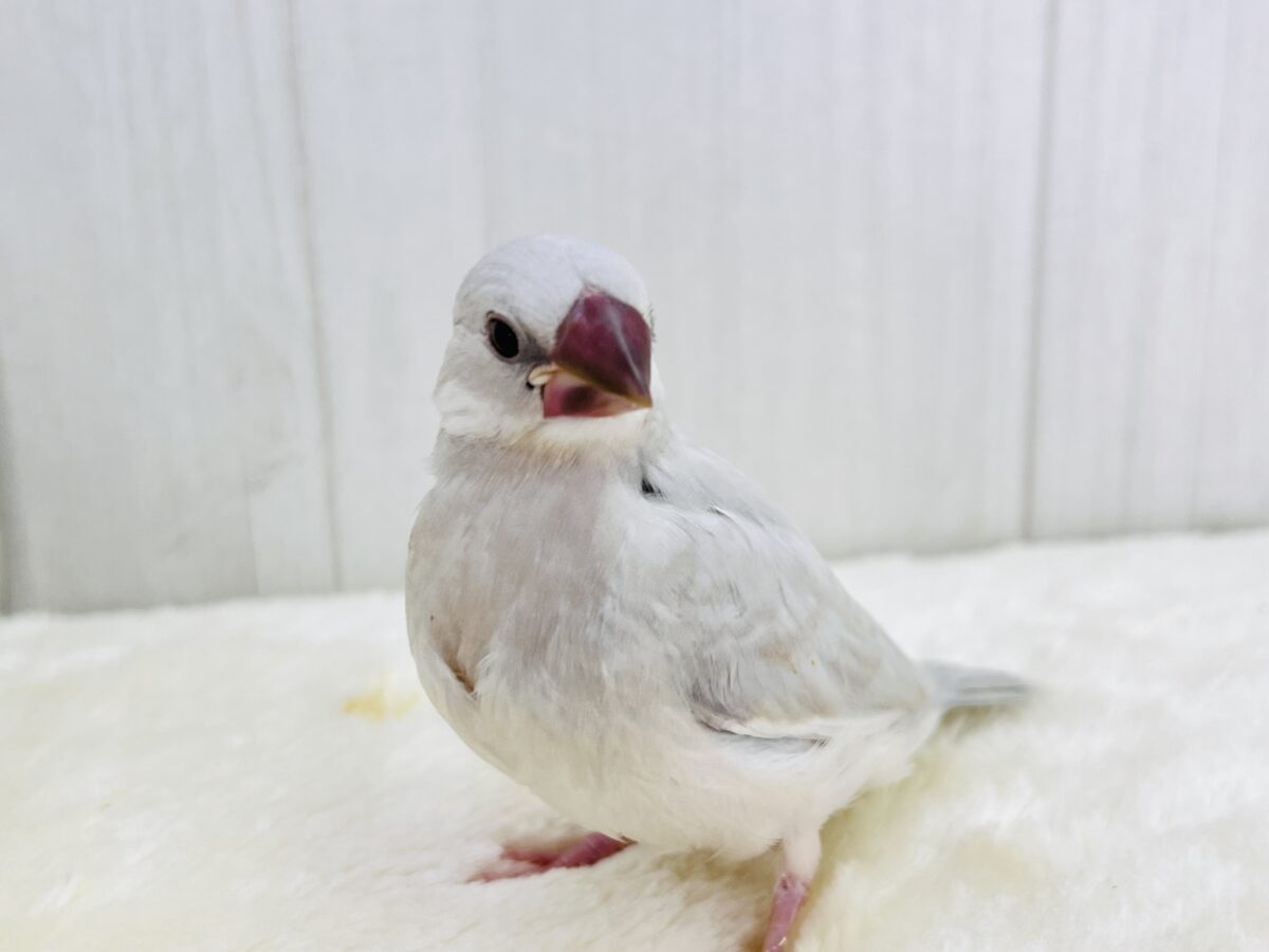 ③ニギニギ練習中でしゅ🍼シルバー文鳥✨