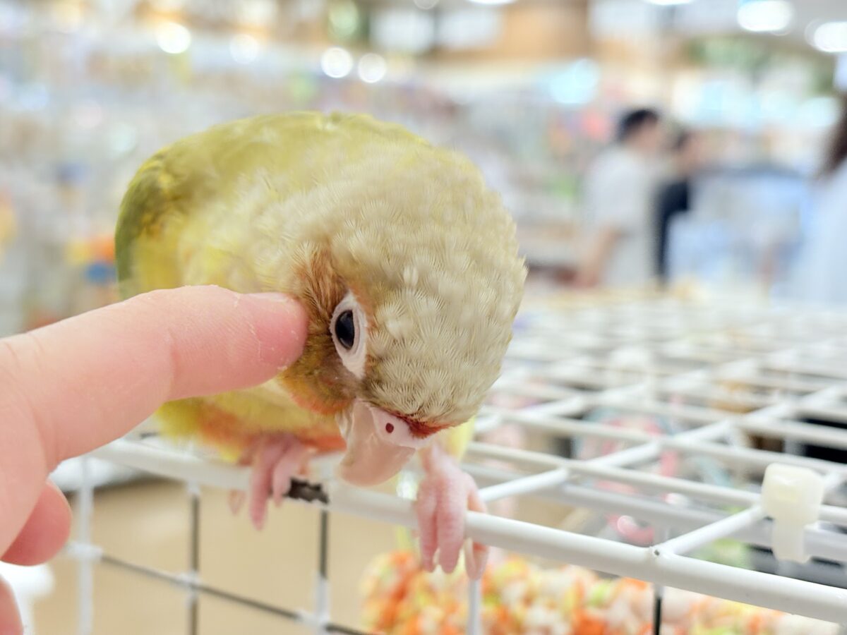 ホオミドリウロコインコ