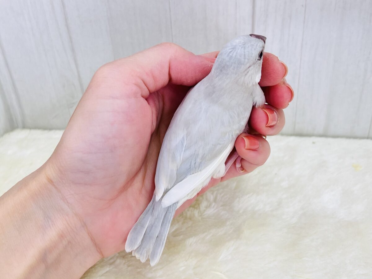 シルバー文鳥