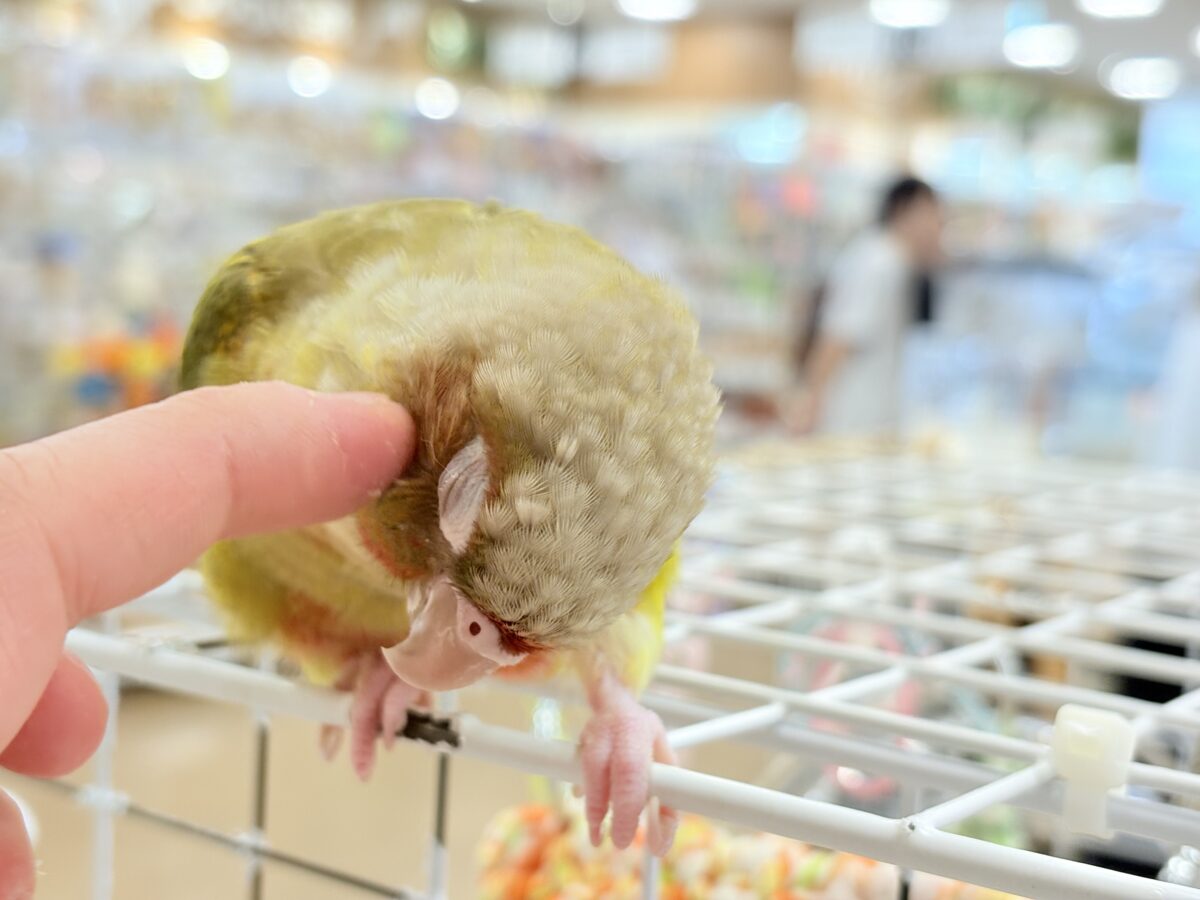 ホオミドリウロコインコ