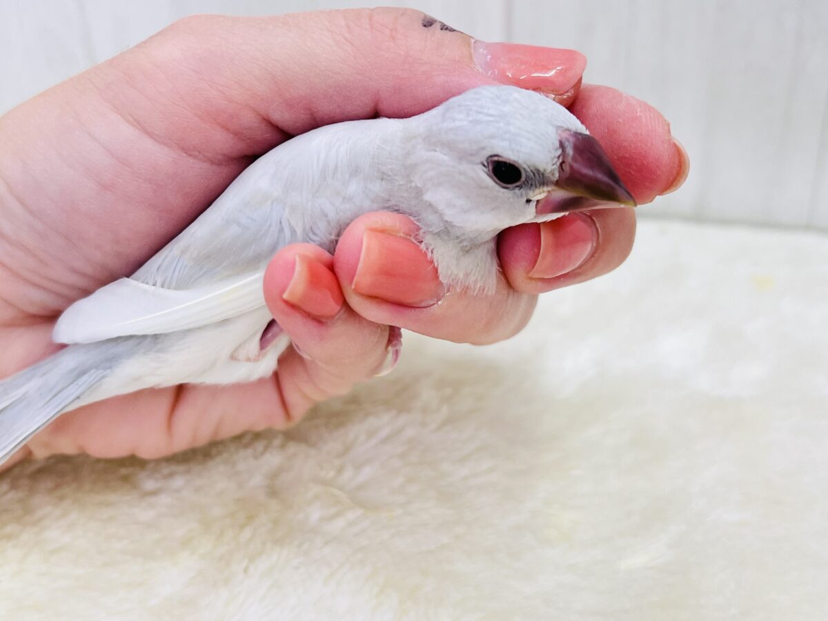 シルバー文鳥