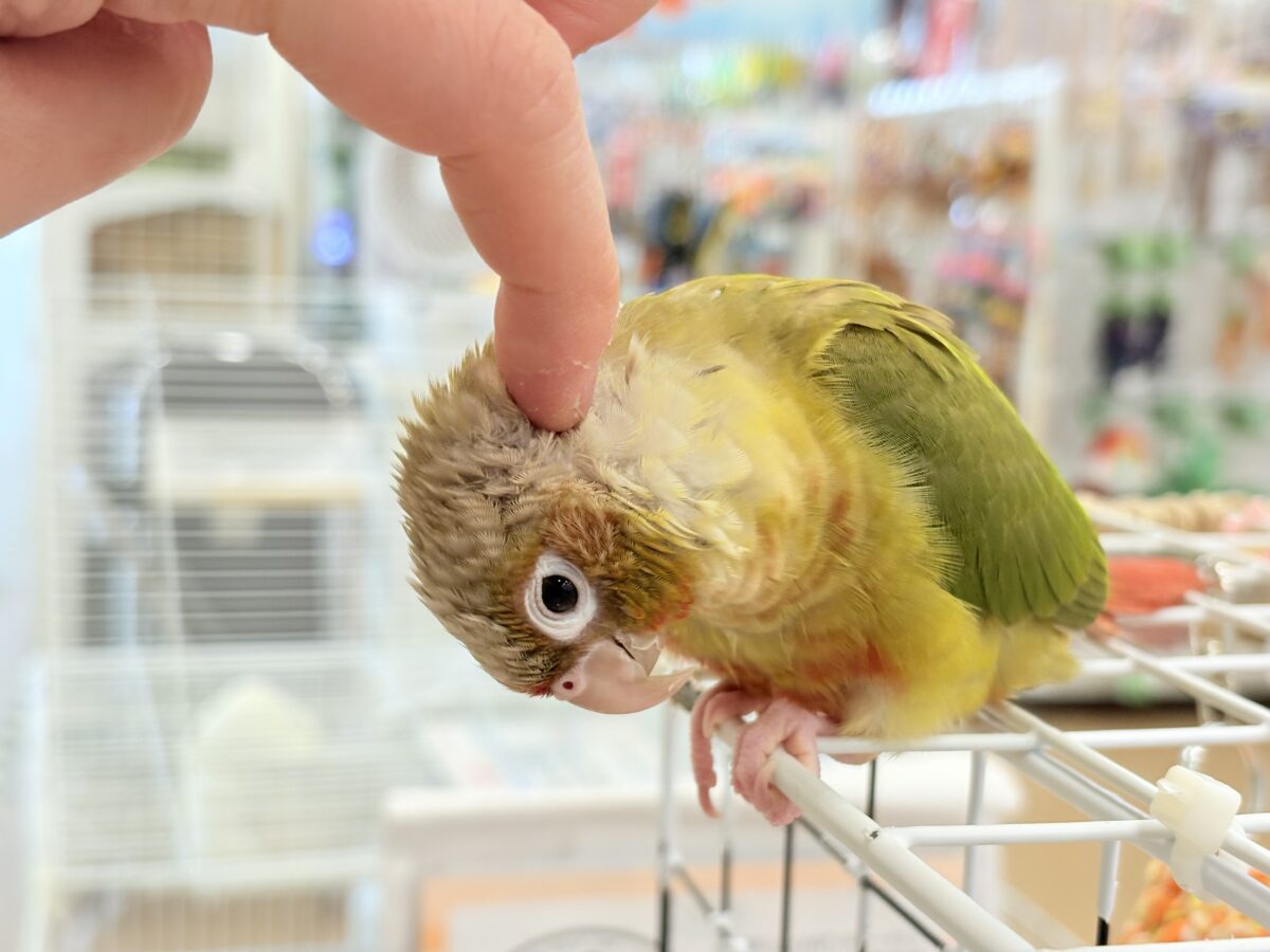 ホオミドリウロコインコ