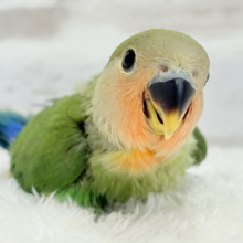 【最新画像更新🪄】キリッとしたお顔が魅力的🐣🫧コザクラインコ(ノーマル) ヒナ