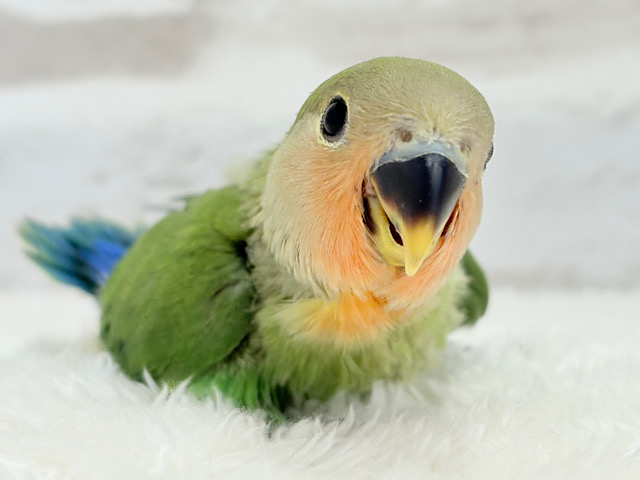 【最新画像更新🪄】キリッとしたお顔が魅力的🐣🫧コザクラインコ(ノーマル) ヒナ
