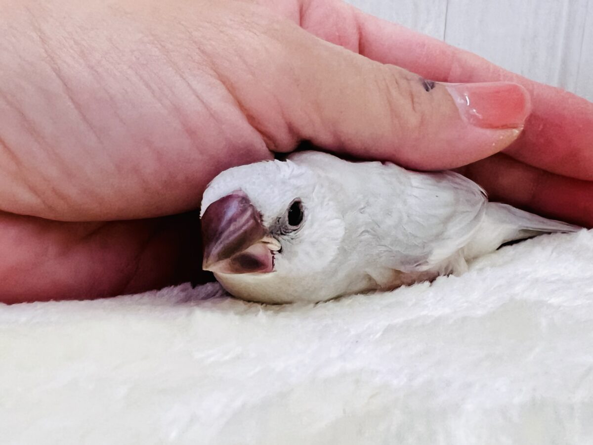 シルバー文鳥