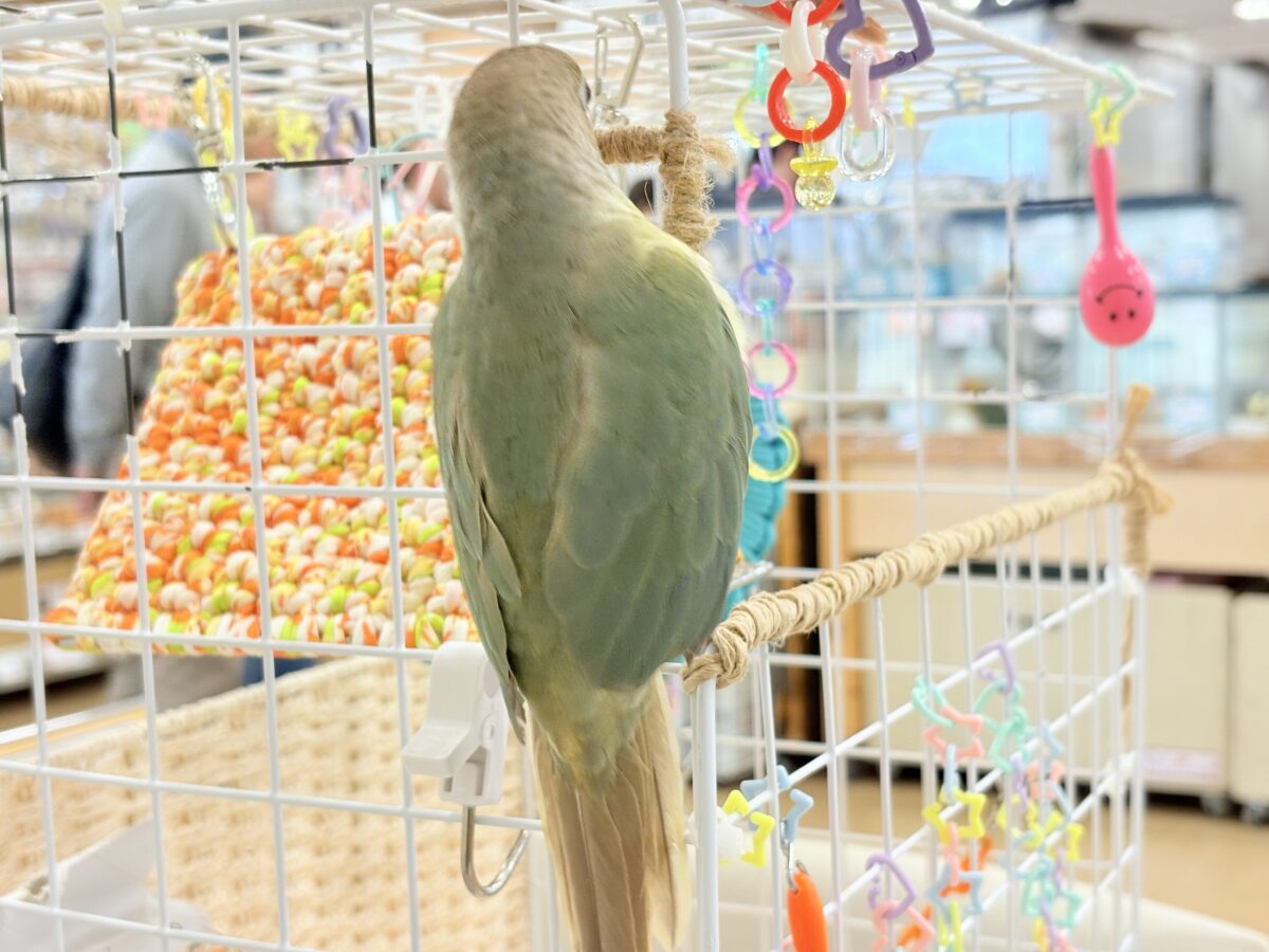ホオミドリウロコインコ