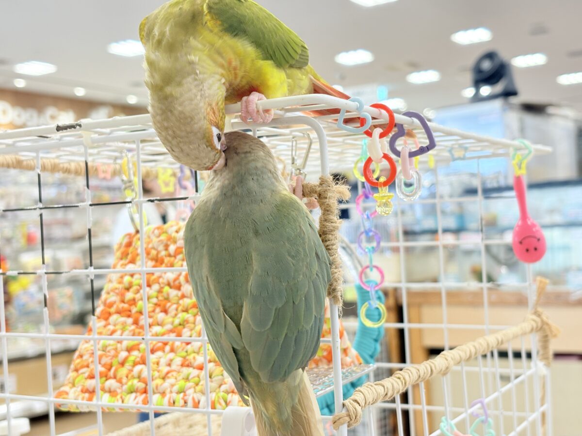 ホオミドリウロコインコ