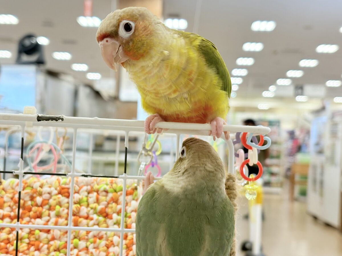 ホオミドリウロコインコ