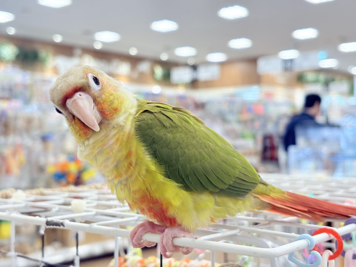 ホオミドリウロコインコ