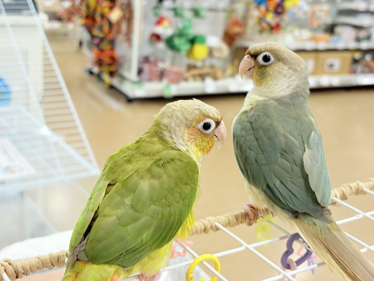 ホオミドリウロコインコ