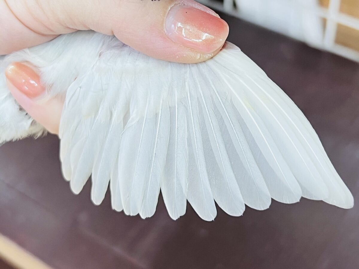 シルバー文鳥