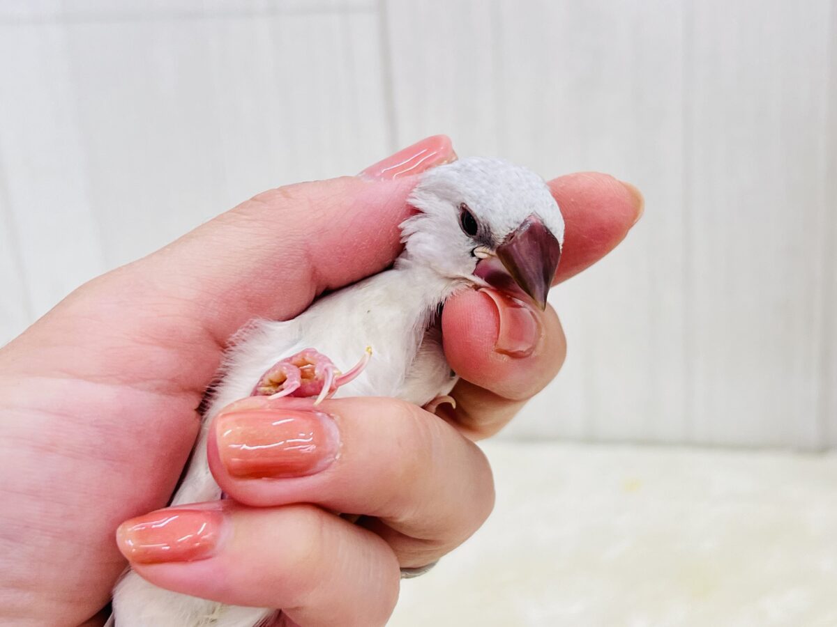 シルバー文鳥