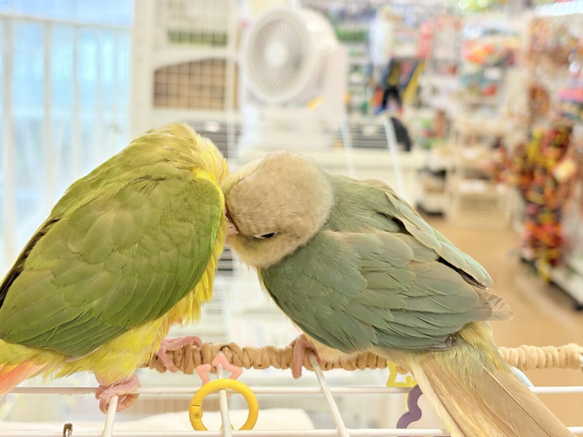 ホオミドリウロコインコ