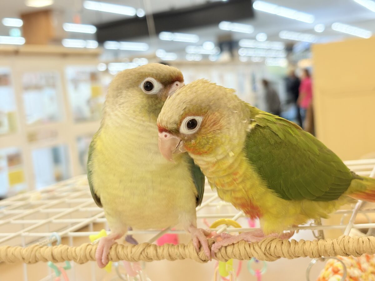 ホオミドリウロコインコ